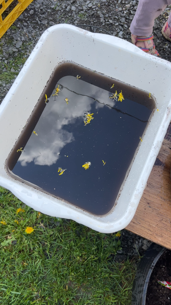 dandelion coffee mud kitchen mixture