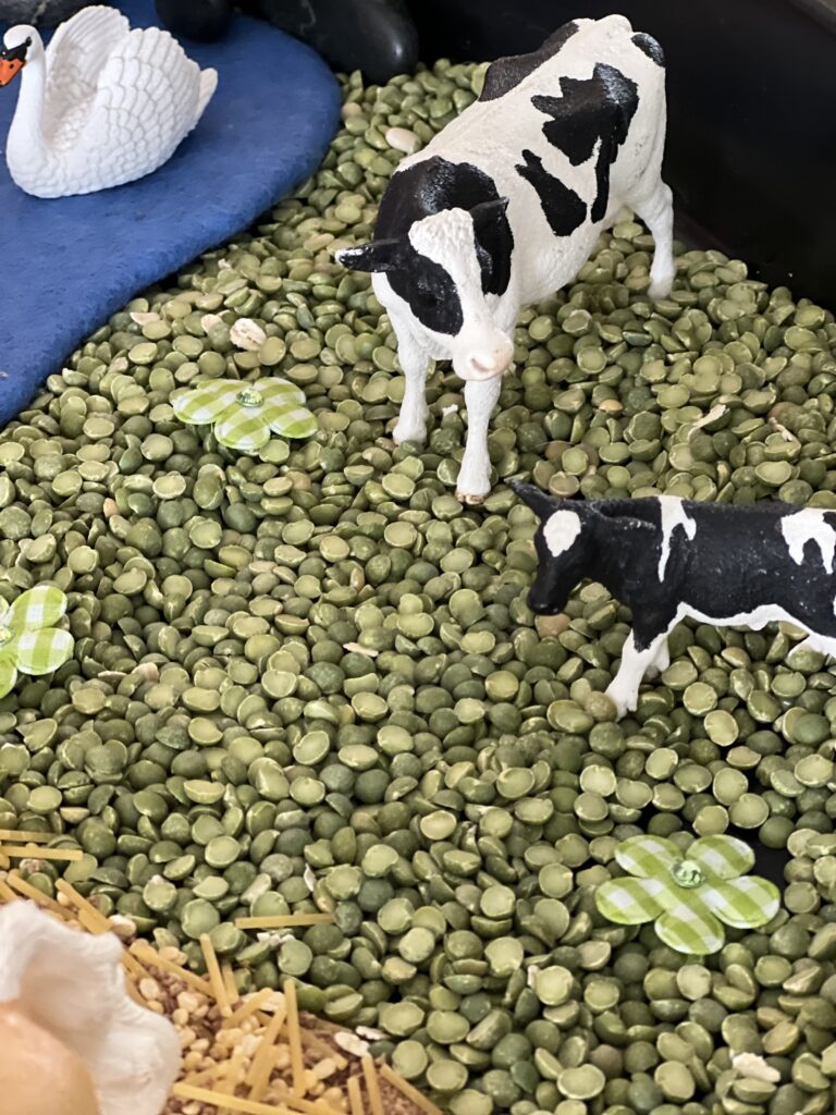 cows in sensory split pea grass