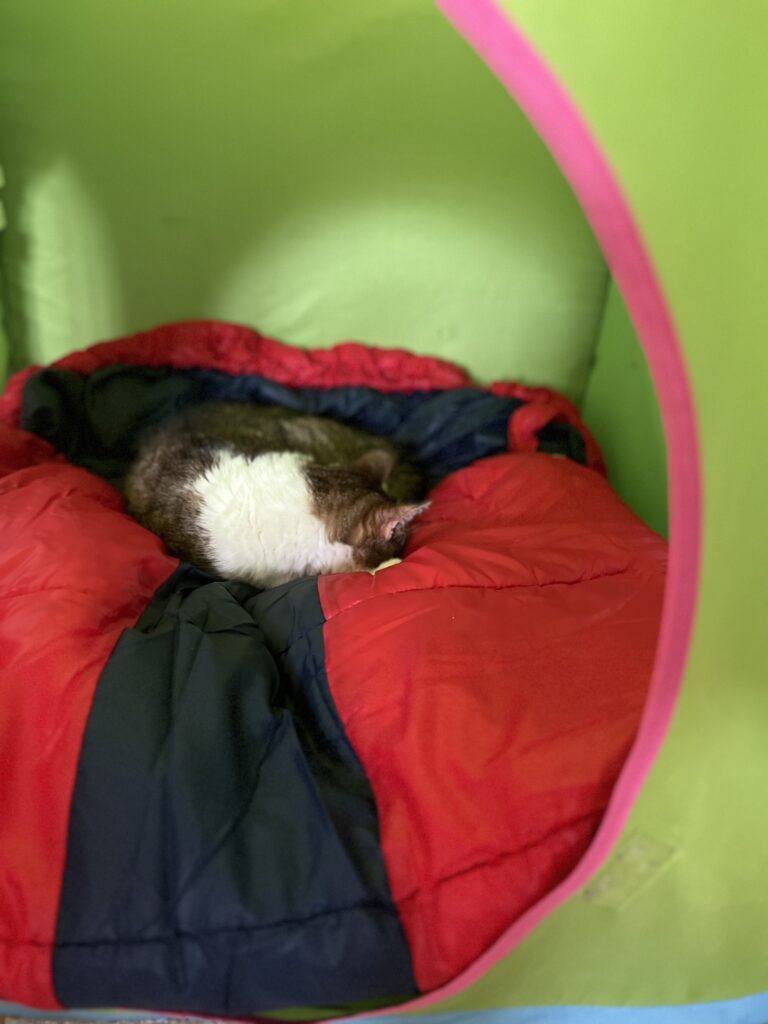 cat sleeping in play tent